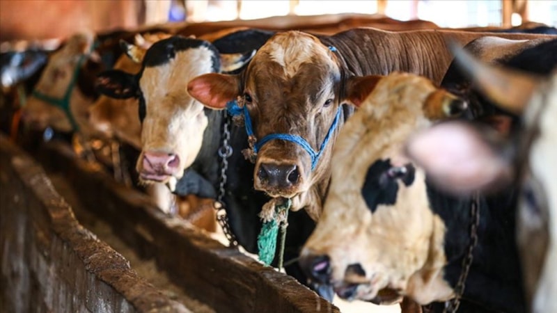 Doğu Anadolu'dan batıya yaklaşık 80 bin kurbanlık gönderildi