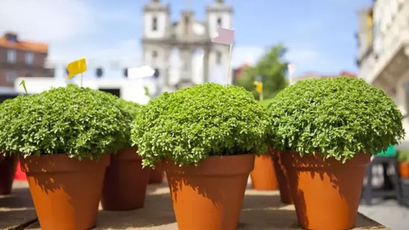 Camların önüne koyun, sivrisinek derdinden kurtulun