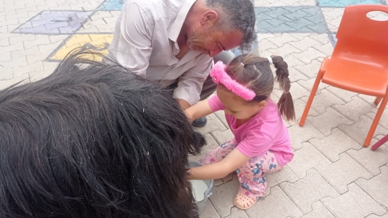 Şırnak’ta öğrencilerin keçi sağma deneyimi