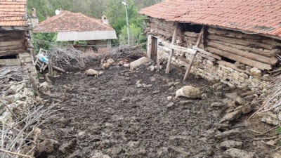 Kütahya'da kurtların saldırısında 11 koyun telef oldu
