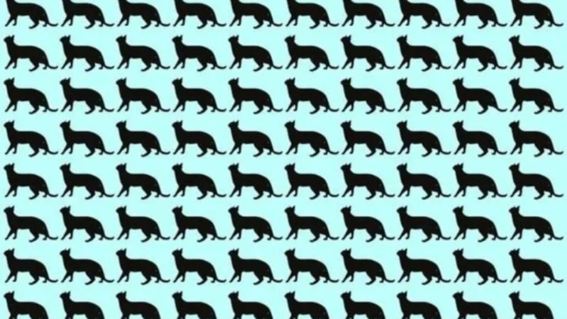 Farklı kedi hangisi? Sadece yüksek IQ'lu olanlar 5 saniyede farkediyor!