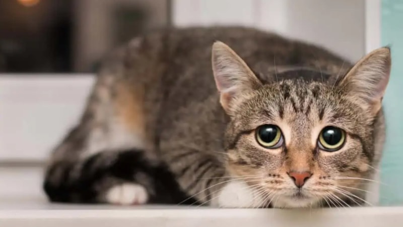 Kediler depremi önceden hissedebilir mi? İşte yanıtı...