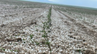 Aksaray’da sağanak ve dolu tarım arazilerini vurdu