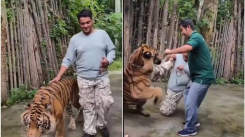 Hint turist, fotoğraf çektirmek istediği kaplanın saldırısına uğradı