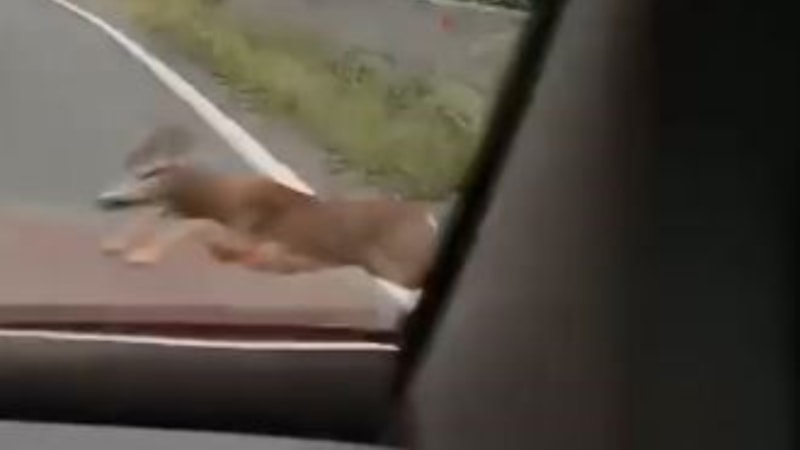 Artvin'de karayolunda kayda aldığı karacaya araç çarptı