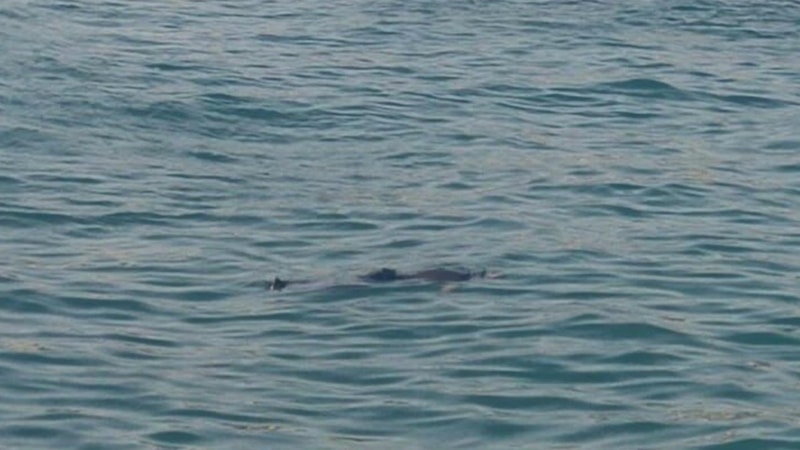 Aydın'da denizde ceset bulundu