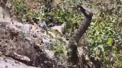 Elazığ'da bir kişi görüntülediği yılanın saldırısına uğradı