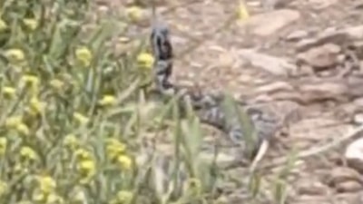 Çanakkale'de yılanların 'çiftleşme dansı' kamerada
