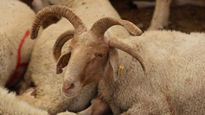 Adana'da 4 boynuzlu koçlar kurban pazarlarının gözdesi oldu