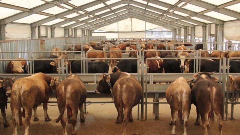 İstanbul kurban kesim yerleri 2025: İşte ilçe ilçe kurban kesim noktaları