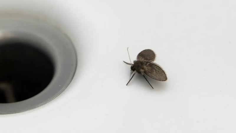 Banyoda bu sinekten varsa; Eyvah eyvah! Hemen sıcak su dökün...