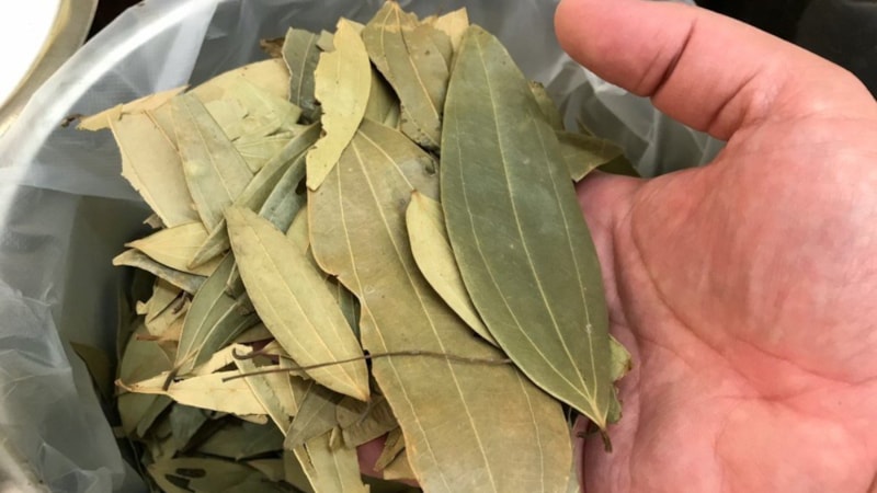 Duyan telefon kılıfına defne yaprağı koyuyor: İşte sebebi...