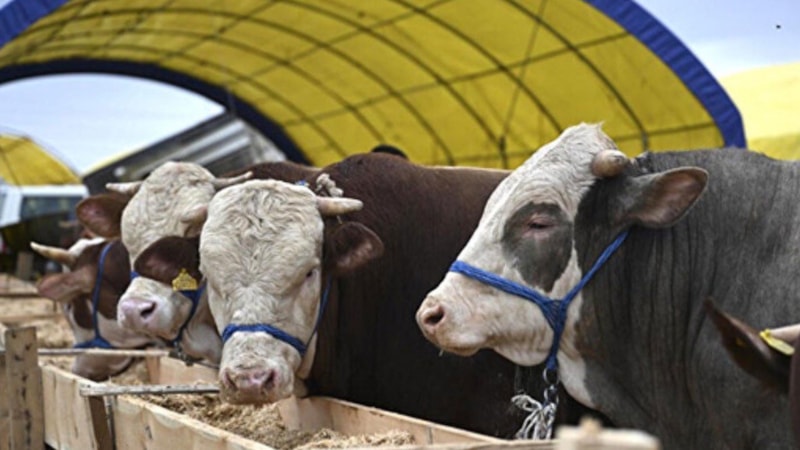 Kurban kesimi ne zaman başlar, ne zaman biter? Diyanet kurban kesim vakti 2025