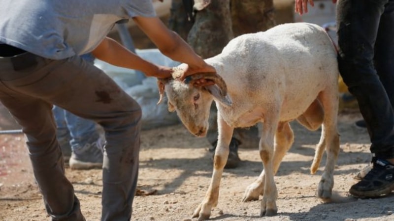 Kurban Duası: Kurban keserken okunacak dua! 