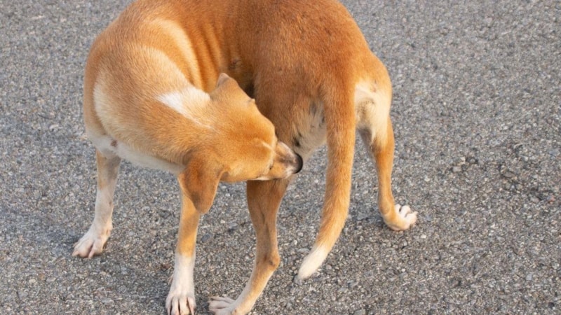 Köpekler neden kuyruklarını ısırır? İşte yanıtı...