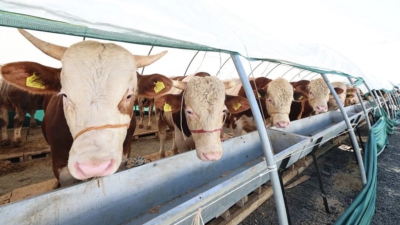 Dana haritası: Kurban etinin bölgelere göre kullanım rehberi