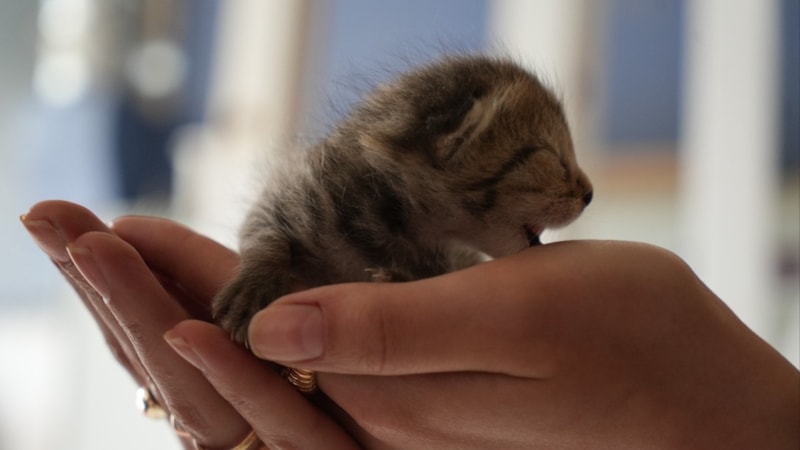 Erzurum'un çılgın kedilerinin saldırganlığının nedeni belli oldu