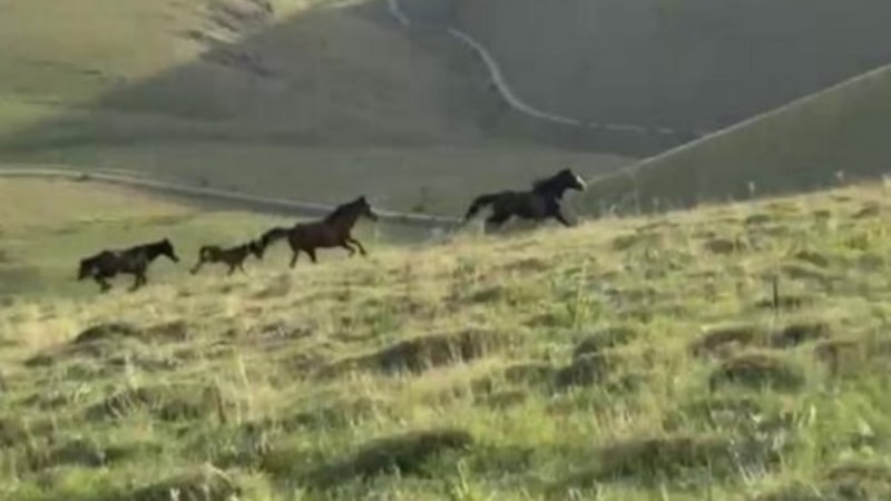 Sivas'ta yılkı atlarının doğada dansı