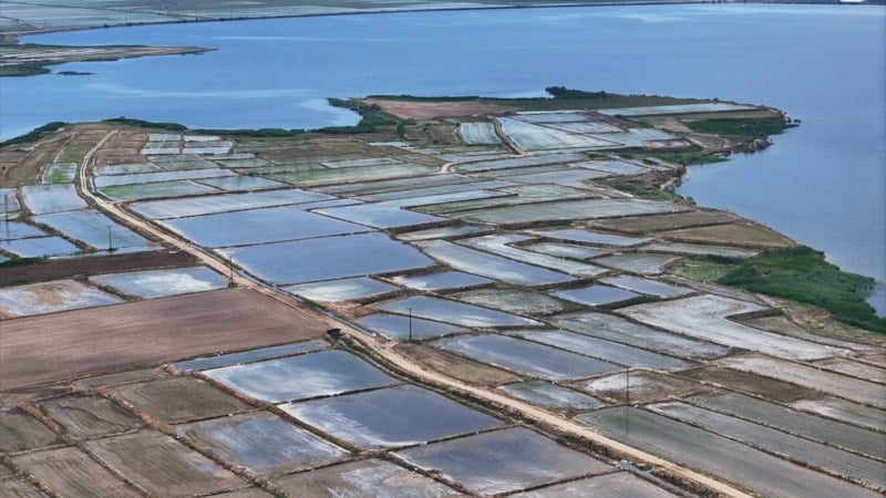 İpsala Ovası'nda çeltik ekimi görsel bir şölene dönüştü