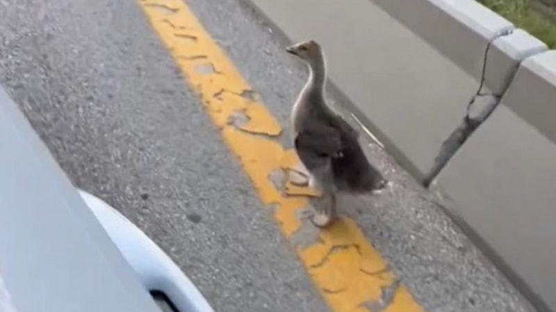 Ankara-İstanbul çevre yolunda ördek paniği