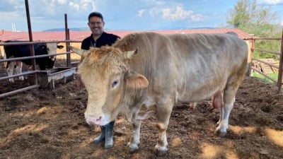 Çanakkale'de 1,5 tonluk 'Paşa', alıcısını bekliyor