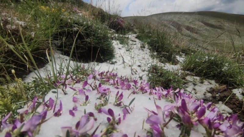 Erek Dağı'nın etekleri, Haziran'da kara büründü