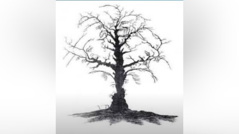 Optik illüzyon: Resimdeki ağaçta kaç yüz saklı? 7 saniyeniz var…