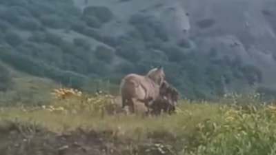 Tunceli'de şehir merkezine inen kurt, keçiyi kaptığı gibi götürdü