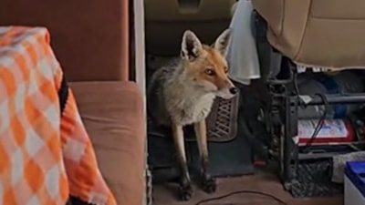 Ankara'da karavanı ziyaret eden tilki