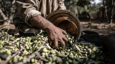 En fazla zeytin üreten ülkeler belli oldu! Türkiye sıralamsıyla şaşırttı