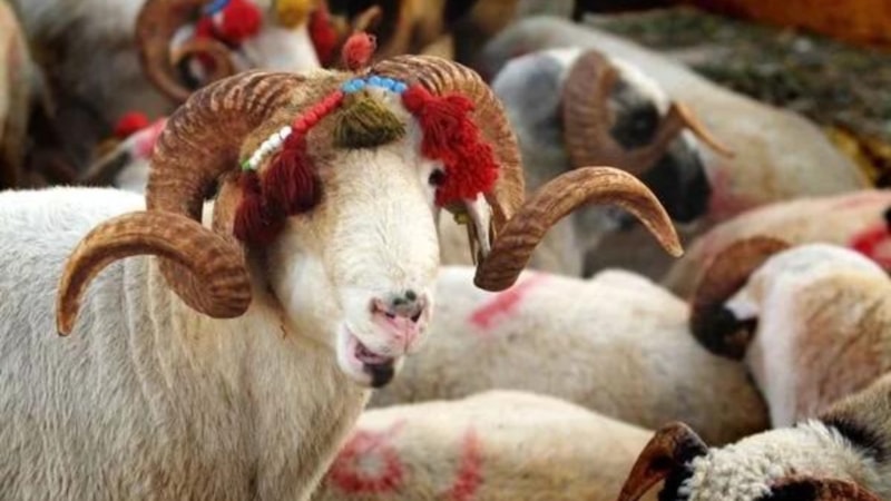 Kurban neden kesilir, nasıl ortaya çıktı? İlk kurbanın hikayesi...