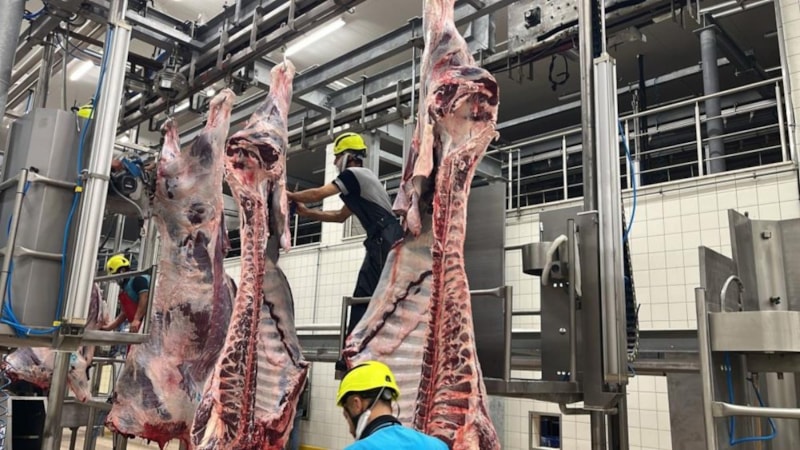 Kurban Bayramı'nda kist hidatik tehlikesi: Sakatatları rastgele atmayın