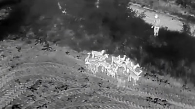 Tekirdağ'da kaybolan 27 küçükbaş termal dronla bulundu