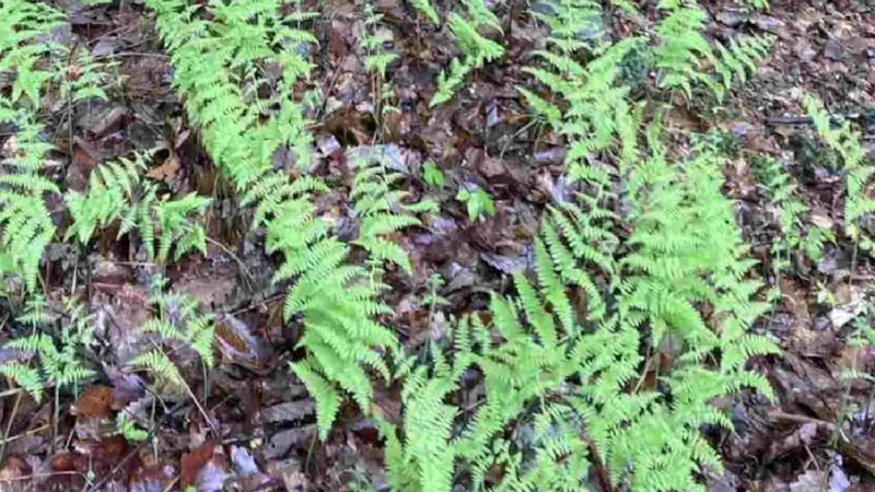 Optik Zeka Testi: Resimdeki Geyiği 9 Saniyede Bulursanız…