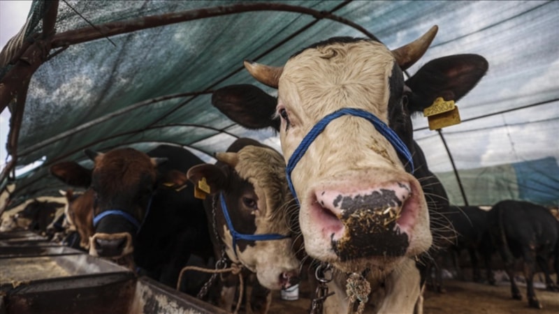 Kurban ibadetiyle ilgili merak edilenler: 20 soru 20 cevap