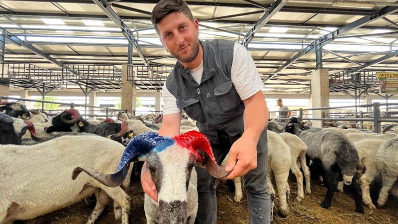 Bursa'da bordo-mavi boynuzlu koçlar kurban pazarının gözdesi