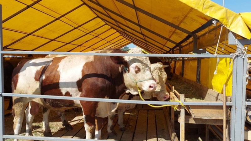 Kurban ne zamana kadar kesilir? Kurban kesim vakti ne zaman biter?