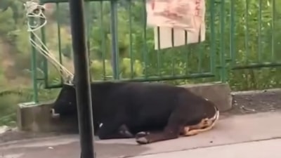 İzmit'te kurbanlık boğa, garaj çatısını kırıp otomobilin üzerine düştü