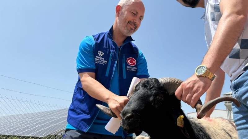 Cumhurbaşkanı Erdoğan'ın bağışladığı koçlar kesildi