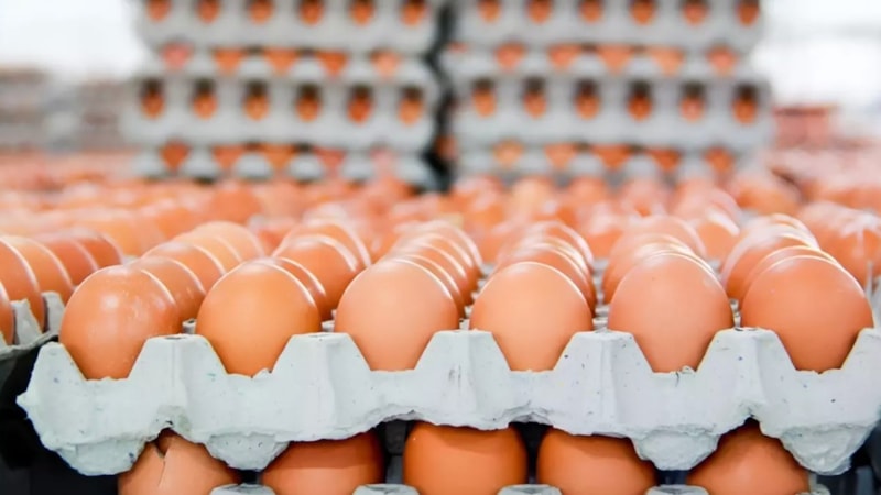 ‘İade edin’ çağrısı yapıldı! Salmonella tespit edilen yumurtalar raflardan kalkıyor