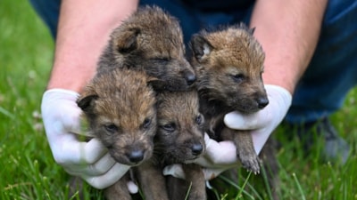 Muş'ta bitkin halde bulunan 4 kurt yavrusu koruma altına alındı