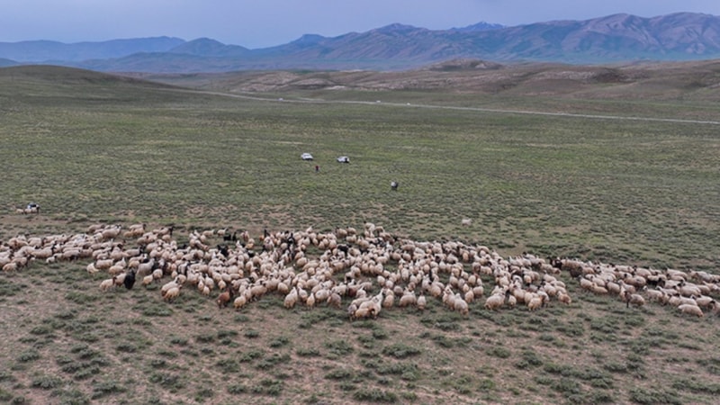 Van'da besicilere 5 yılda 235 bin koyun dağıtıldı