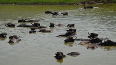 Muş Ovası'nda otlatılan mandalar nehre girmeden yaşayamıyor