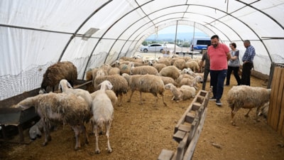 Ankara'da bayramın ikinci gününde kurban pazarlarındaki yoğunluk sürüyor