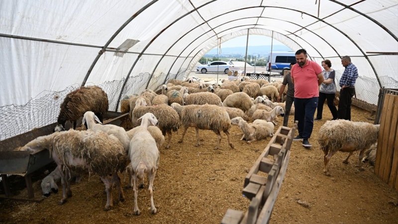 Ankara'da bayramın ikinci gününde kurban pazarlarındaki yoğunluk sürüyor