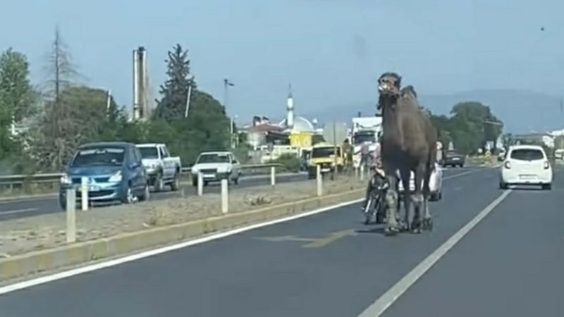 Aydın'da kaçan deveyi sahibi motorla kovaladı