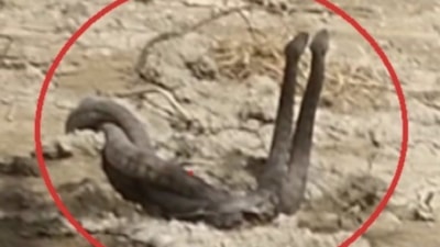 Hatay'da yılanların çiftleşme dansı kameraya yansıdı