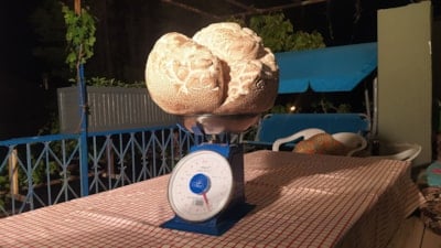 Görenler inanamadı: Sivas'ta 8 kilo ağırlığında mantar bulundu