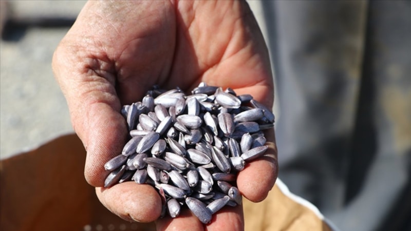 İstanbul’da çiftçilere dağıtılan tohumların yüzde 80’i yerli