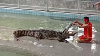 Tayland'da turist çekmek için hayatlarını tehlikeye atıyorlar